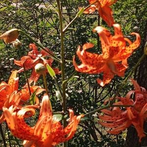 Meet your Posher, Gloria